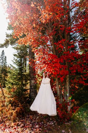 White wedding dress hanging from a vibrant red autumn tree in a colorful fall forest setting.
