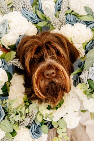 Adorable brown wirehaired dog surrounded by blue and white floral wedding bouquet arrangement.
