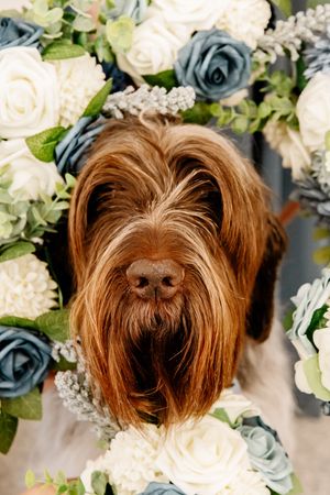 Fluffy brown dog peeks through blue and white floral arrangement with roses and greenery.