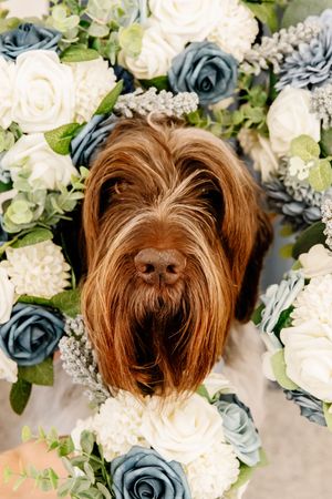 Fluffy brown dog peering through elegant blue and white rose wedding flower arrangement.