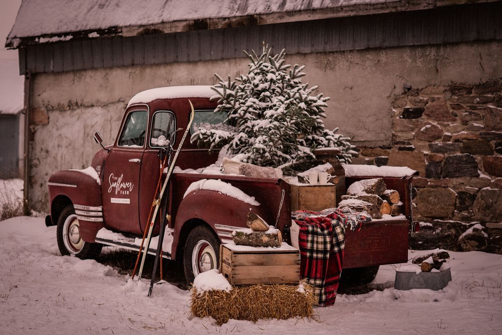 A vintage red truck decorated for Christmas photos at The Sunflower Farm in Beaverton, Ontario.
