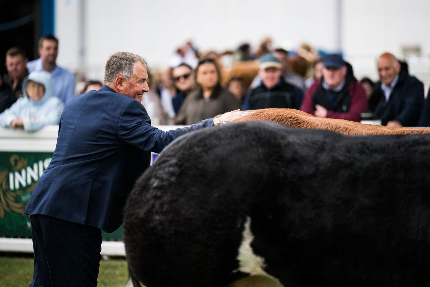 Judge selecting his cattle champion