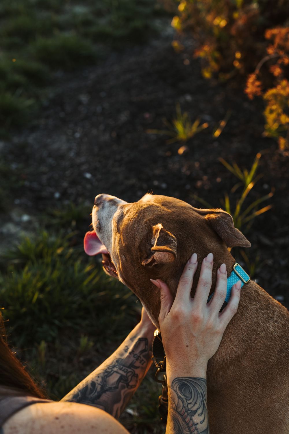 Tattooed hands gently pet and stroke a brown dog's face in warm sunset lighting.