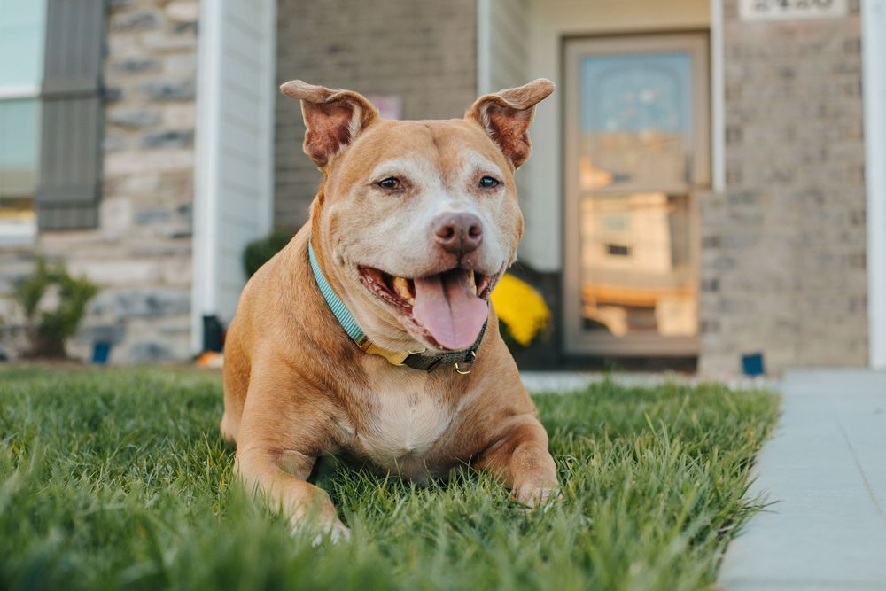 A happy brown pit bull type dog lounges in green grass with a joyful expression on a sunny day.
