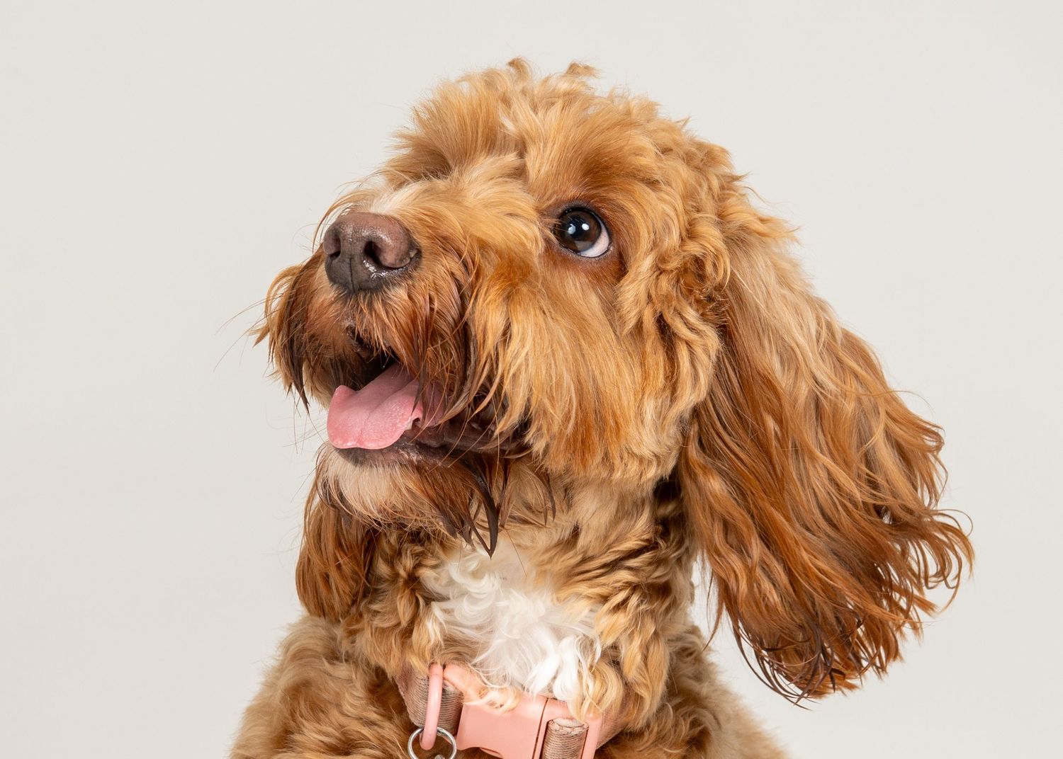 Pet photos barnsley yorkshire