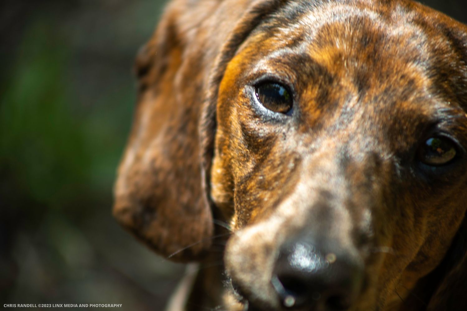 Gorgeous Pet Photo of a Dachshund by Linx Photography, Barrie, Ontario