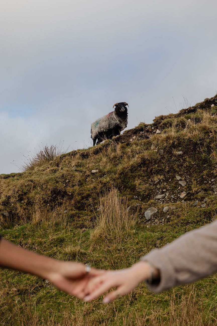 couple holding hands with sheep staring at them in the background