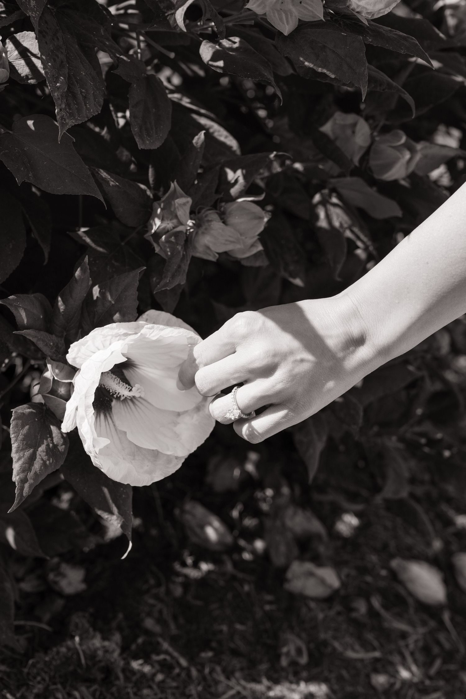 Girl holding a flower to show off her engagement ring during an engagement session at the Jewel Box in Forest Park in St. Louis Missouri.