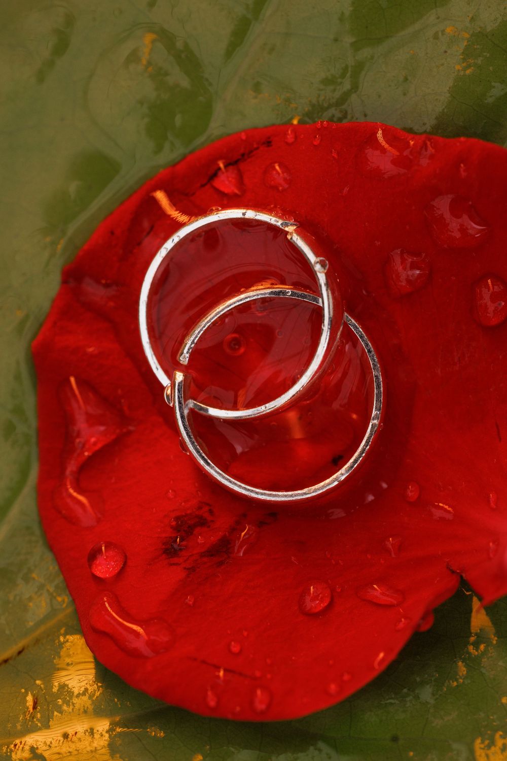 Two silver wedding rings placed on a red rose petal with water droplets.