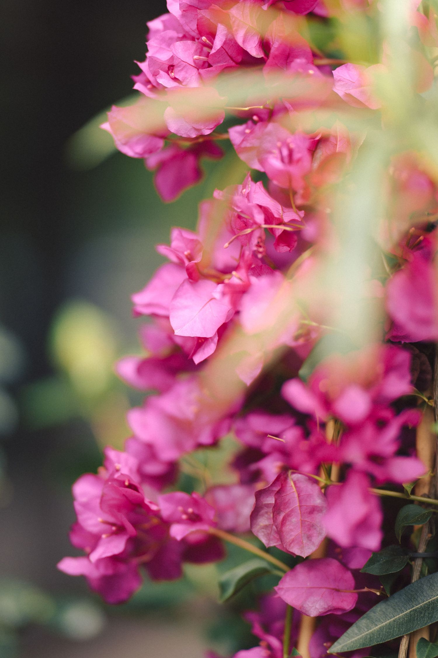 Close-up of vibrant pink bougainvillea flowers with soft focus background creating a delicate floral display.