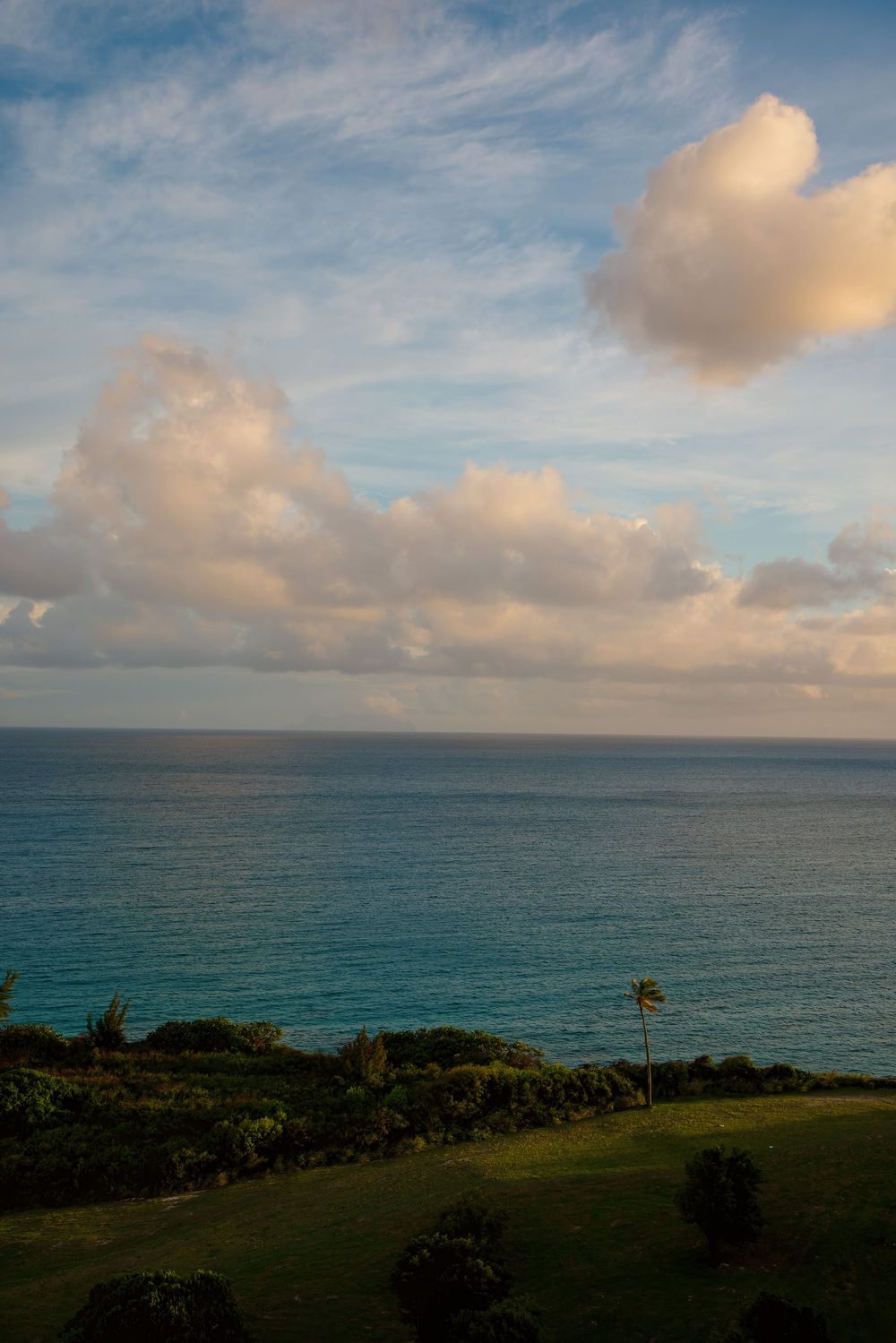 Scenic ocean view with fluffy clouds at sunset and a lone palm tree on a green coastal hillside in Hawaii.