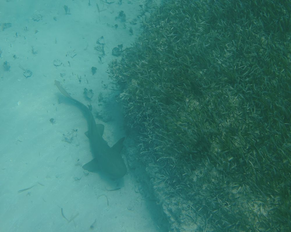 Shark silhouette gliding through turquoise waters near coral reef in clear tropical ocean. Saint Maarten