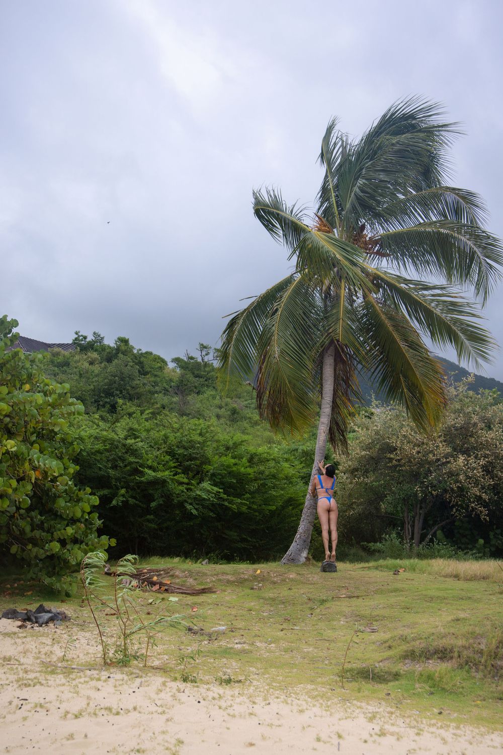 A tall palm tree sways in stormy winds on a tropical beach with green hills in the background. Saint Maarten