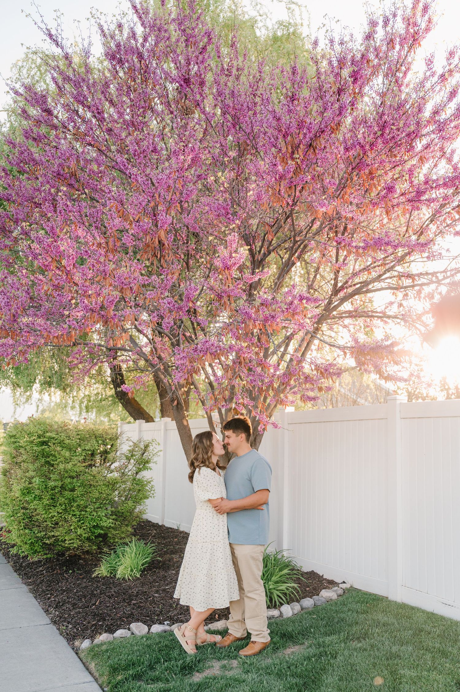 A couple embraces under a blooming pink cherry blossom tree in spring next to a white fence and manicured lawn.