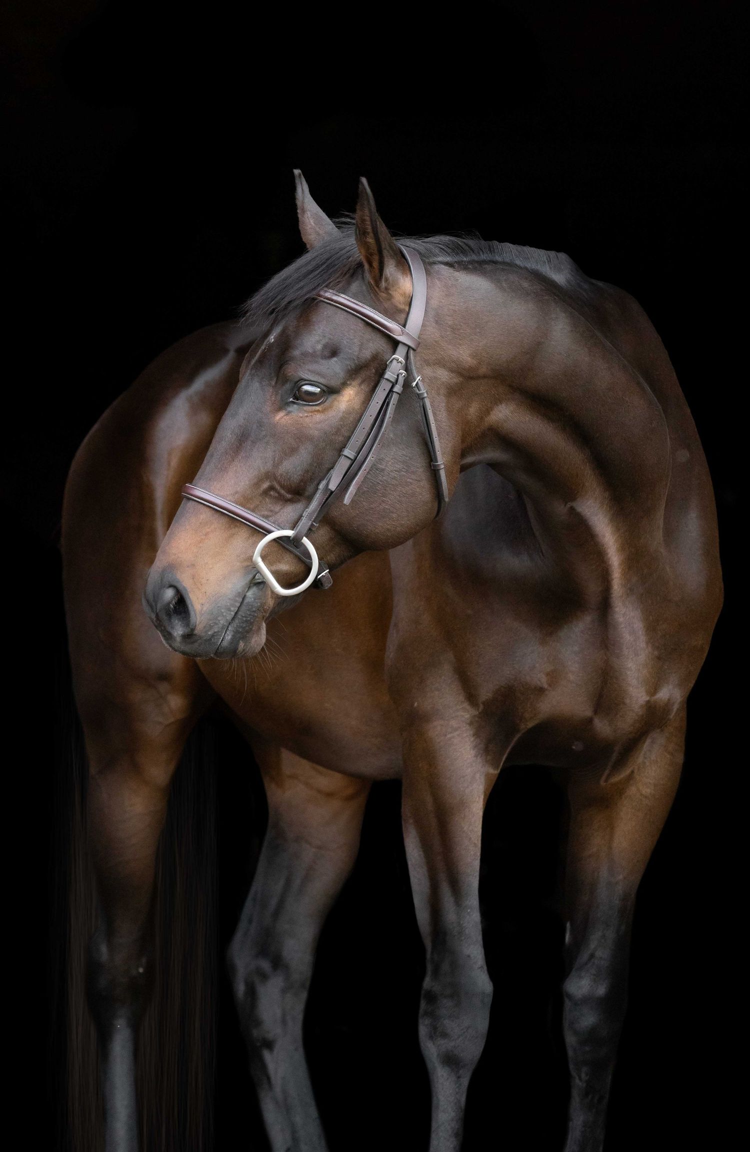 A bay horse wearing a leather bridle poses against a dark background, showcasing its muscular form and elegant profile.