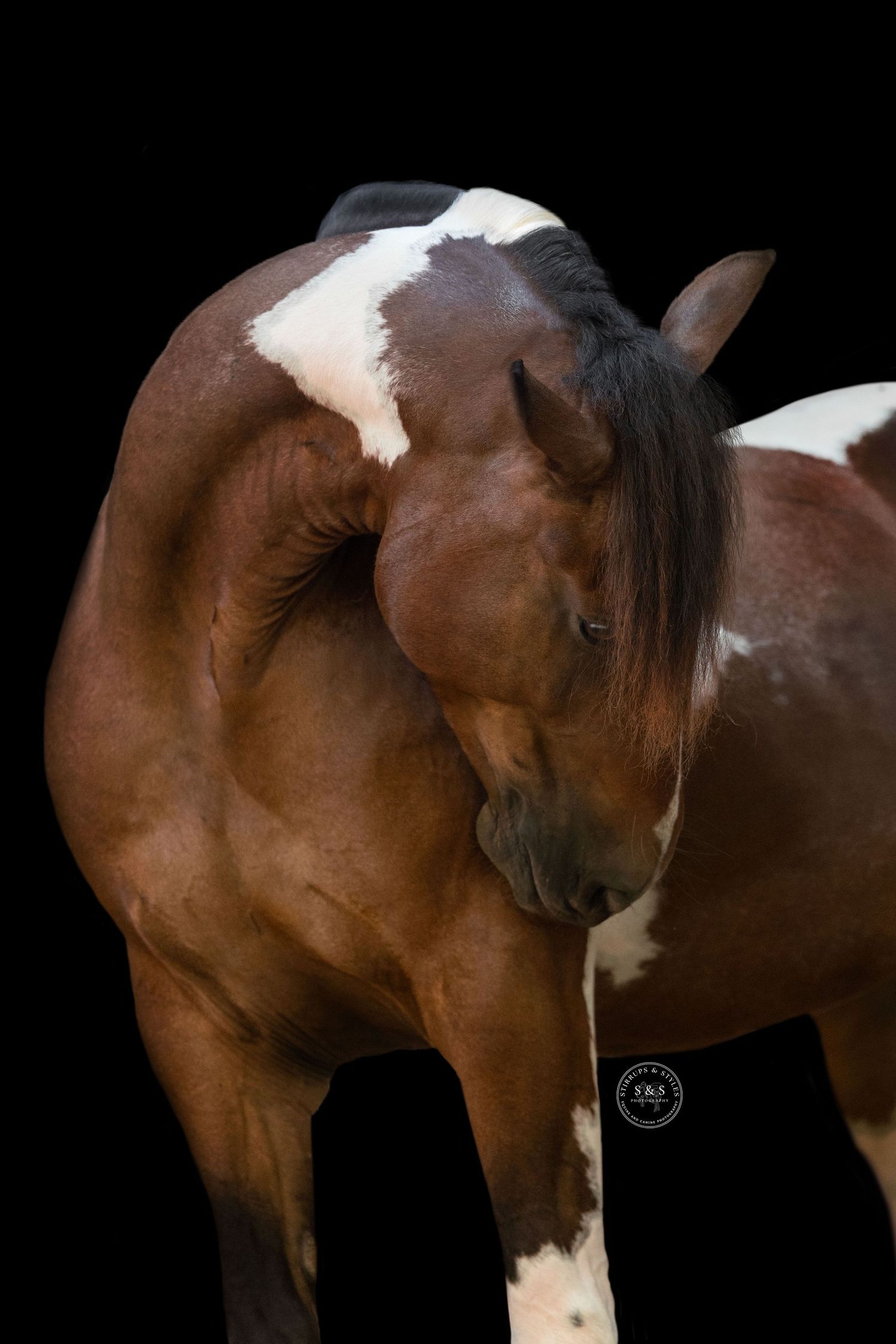 A bay horse wearing a leather bridle poses against a dark background, showcasing its muscular form and elegant profile.
