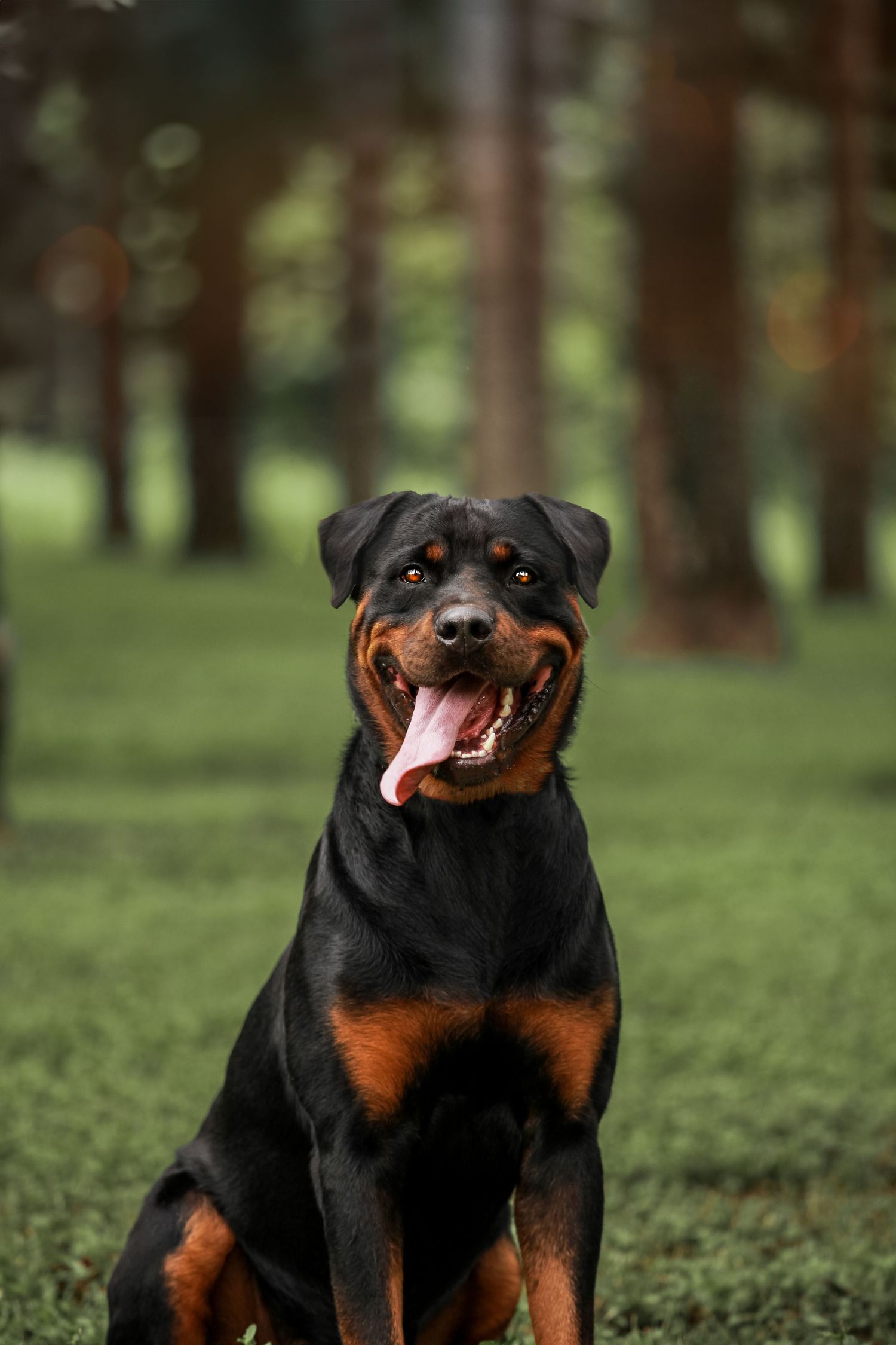Happy Rottweiler with tongue out sitting in forest setting with bokeh background.