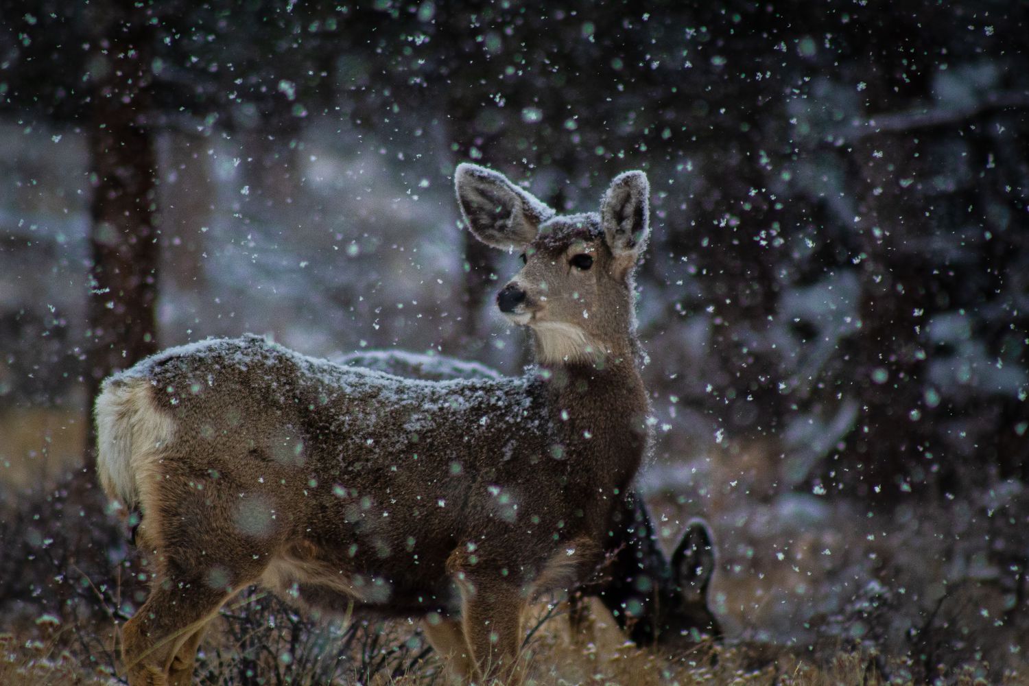 Mule deer in the Colorado snow