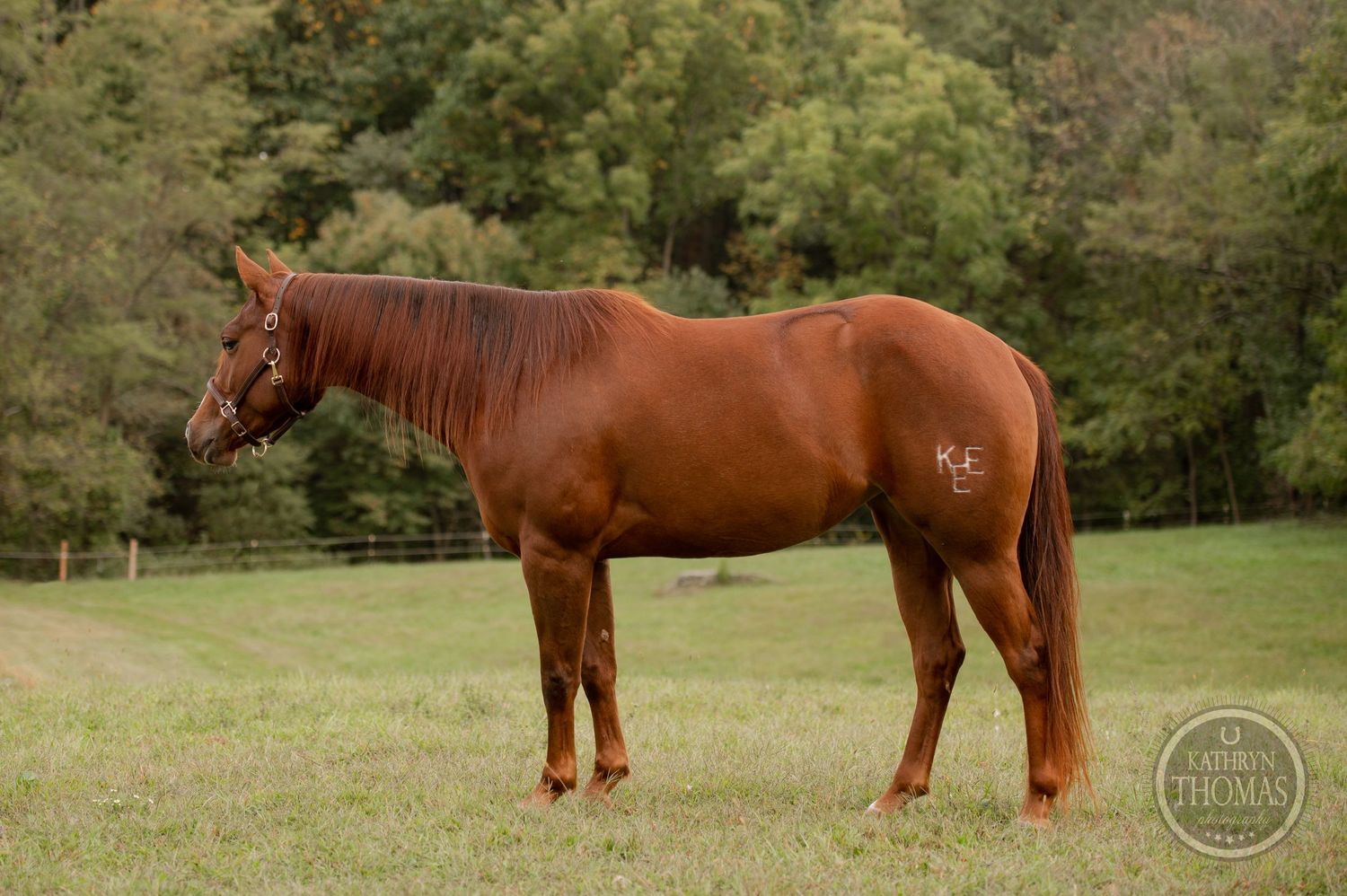 A majestic chestnut horse standing in profile in a green pasture.