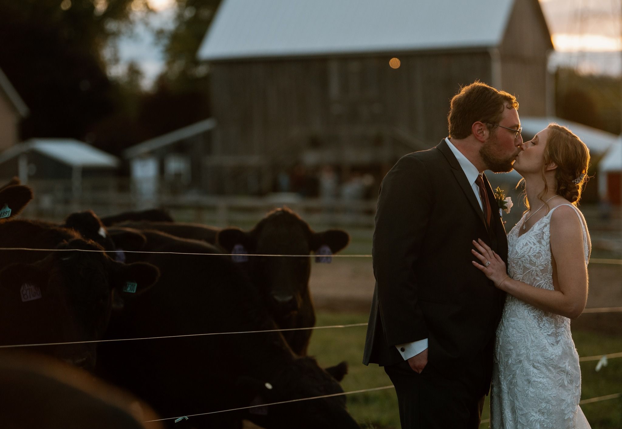 bride and groom in front of cows