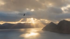 A bird soars through dramatic golden crepuscular rays over a calm fjord surrounded by misty mountains in the Faroe Islands.