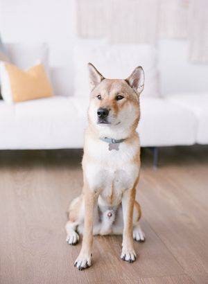 Adorable Shiba Inu dog sitting on hardwood floor in front of a white sofa indoors.
