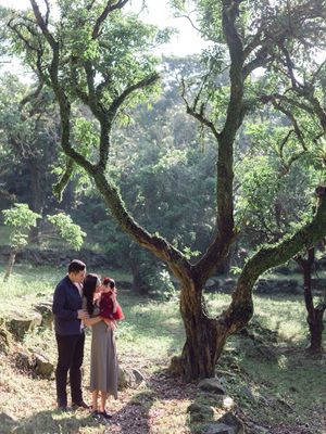 A romantic couple embracing under a large mossy tree in a lush green forest setting.