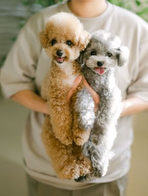 Person holding two fluffy toy poodles, one apricot and one grey, both with tongues out.