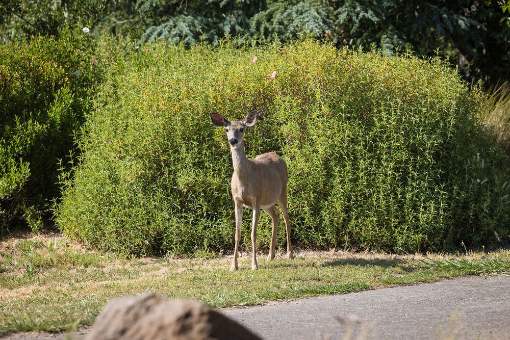 A white-tailed deer stands alert in front of lush green shrubs near a paved path on a sunny day.