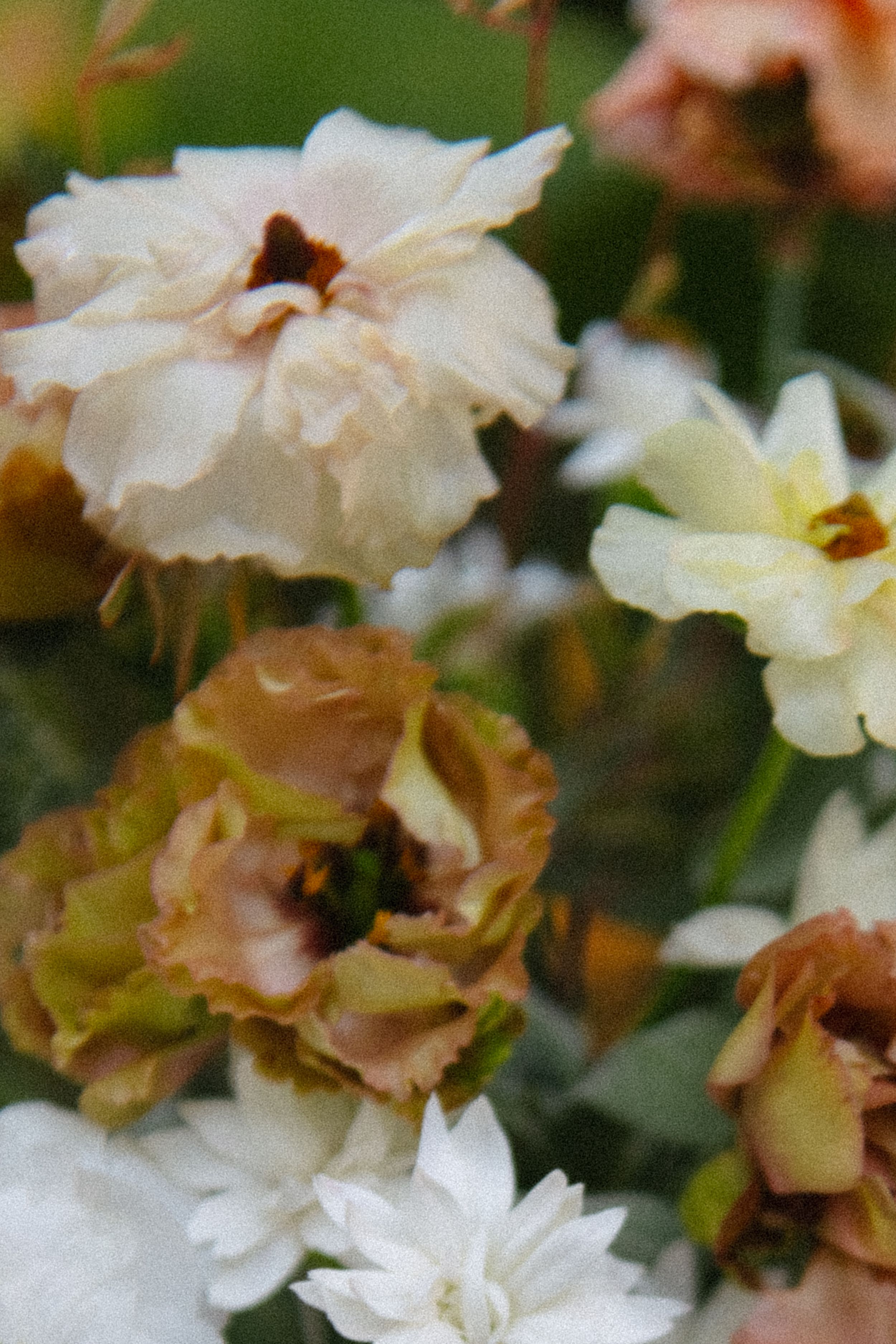 Close-up of delicate white, cream, and brown flowers with green foliage in soft focus background.