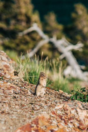 A chipmunk stands upright on rocky mountain terrain surrounded by grass and trees.