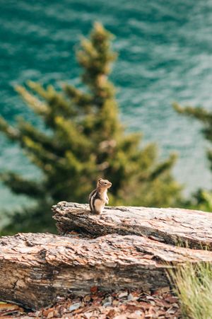 A chipmunk perches upright on a weathered log with a turquoise lake and pine tree in the background.