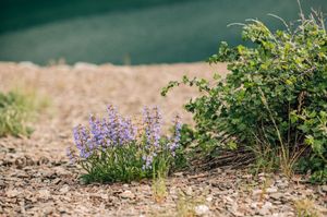 Small cluster of purple wildflowers growing beside green shrub on rocky mountain terrain.