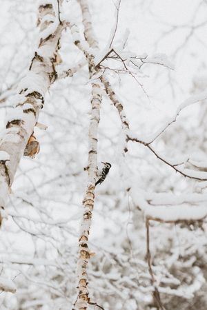 A woodpecker clings to a snow-covered birch tree trunk in a winter forest landscape.