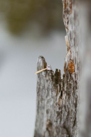 A delicate diamond solitaire engagement ring resting in the crevice of weathered driftwood bark.