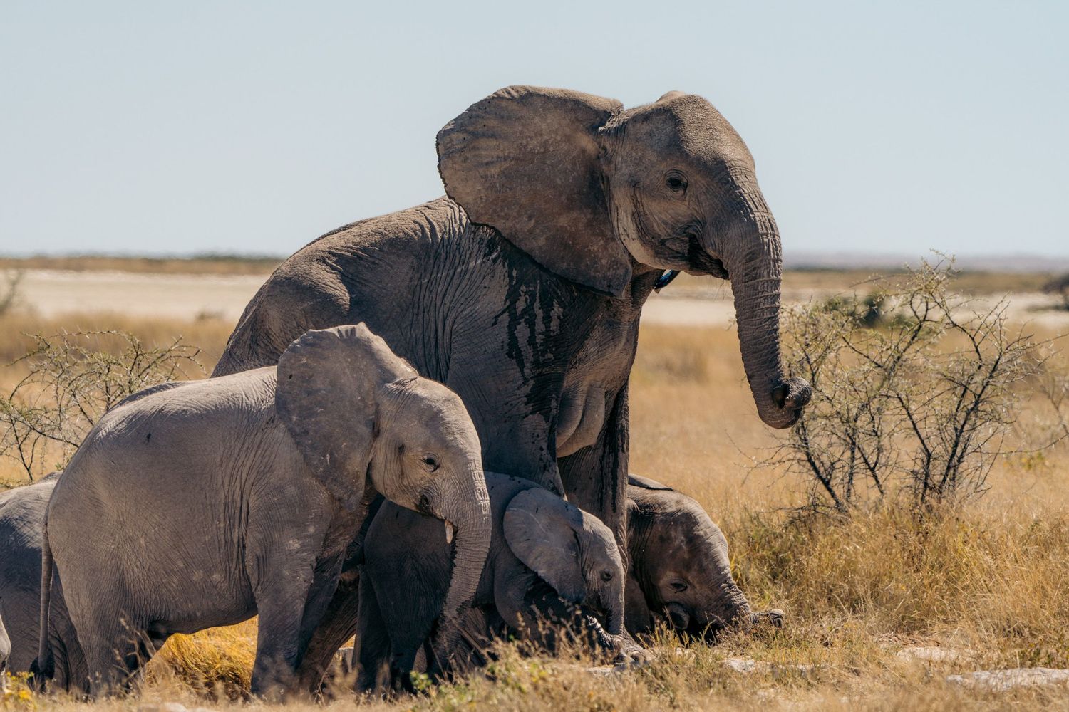famille d'éléphants dans le parc national d'etosha en namibie