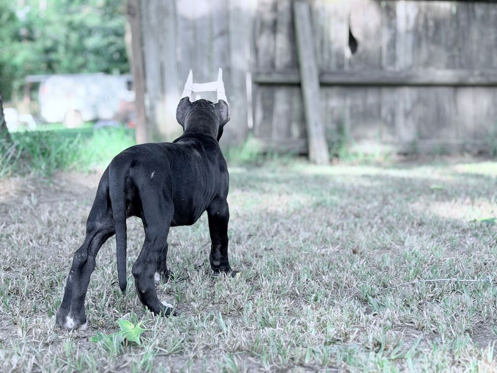 Black puppy with cropped ears standing on grass in a backyard near a wooden fence.