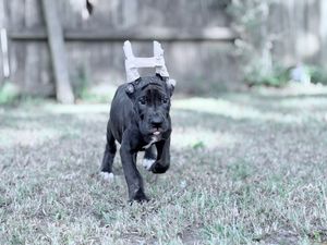 A black Cane Corso puppy wearing a paper hat runs playfully across a grassy backyard.