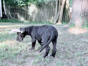 A black dog walks through a grassy backyard with a wooden fence and large tree in the background.