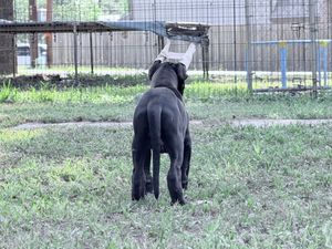 Black Labrador dog standing in grassy yard near metal fence, viewed from behind on a cloudy day.
