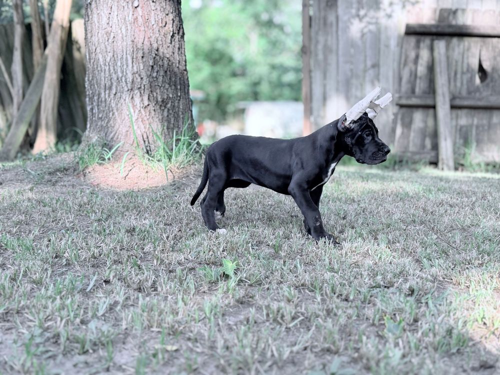 A small black puppy stands on green grass outdoors near a large tree trunk and wooden fence.