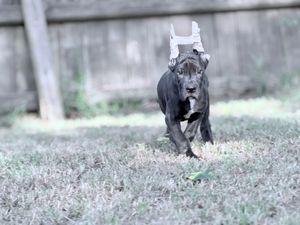 A dark gray Cane Corso puppy runs playfully across a grassy yard with a small white toy on its head.