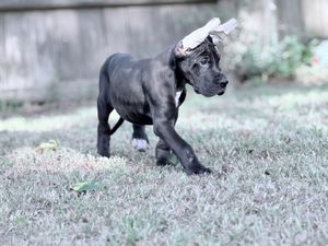Black Great Dane puppy with paper on head trotting across green grass yard.