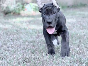 A dark gray Cane Corso puppy runs across green grass with tongue out.