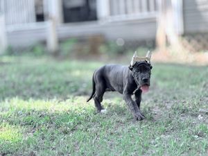 A blue Cane Corso puppy wearing tiny devil horns runs playfully across a green grassy yard.