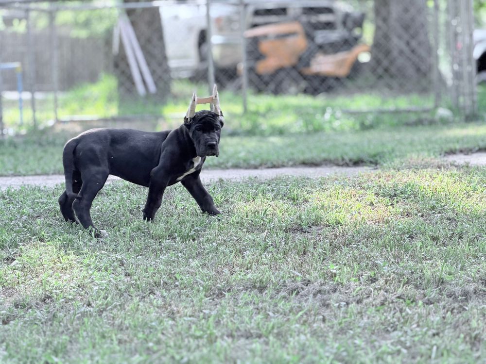 Young black Great Dane dog walking across a grassy yard near chain-link fence.