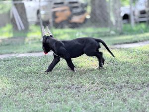 A black Cane Corso dog walks across a grassy yard in an outdoor setting.