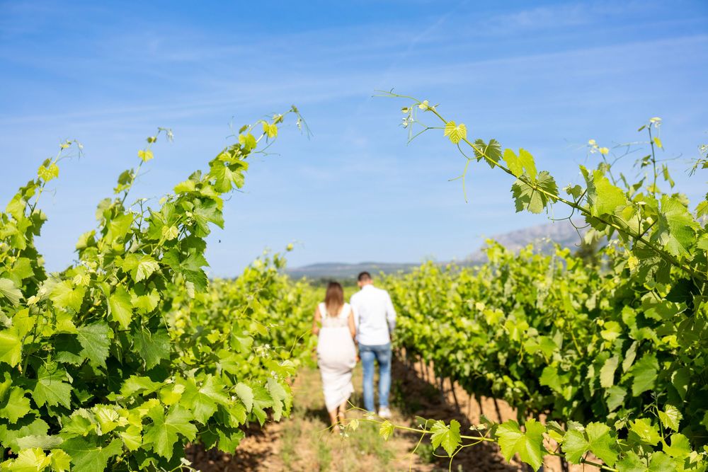 Couple de futurs parents marchant dans les vignes pendant une séance photo maternité dans le Var