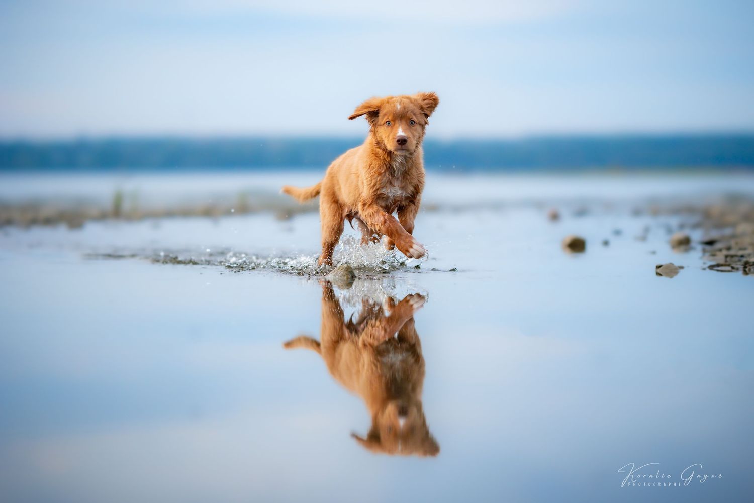 A small dog standing in shallow water, with its reflection visible.