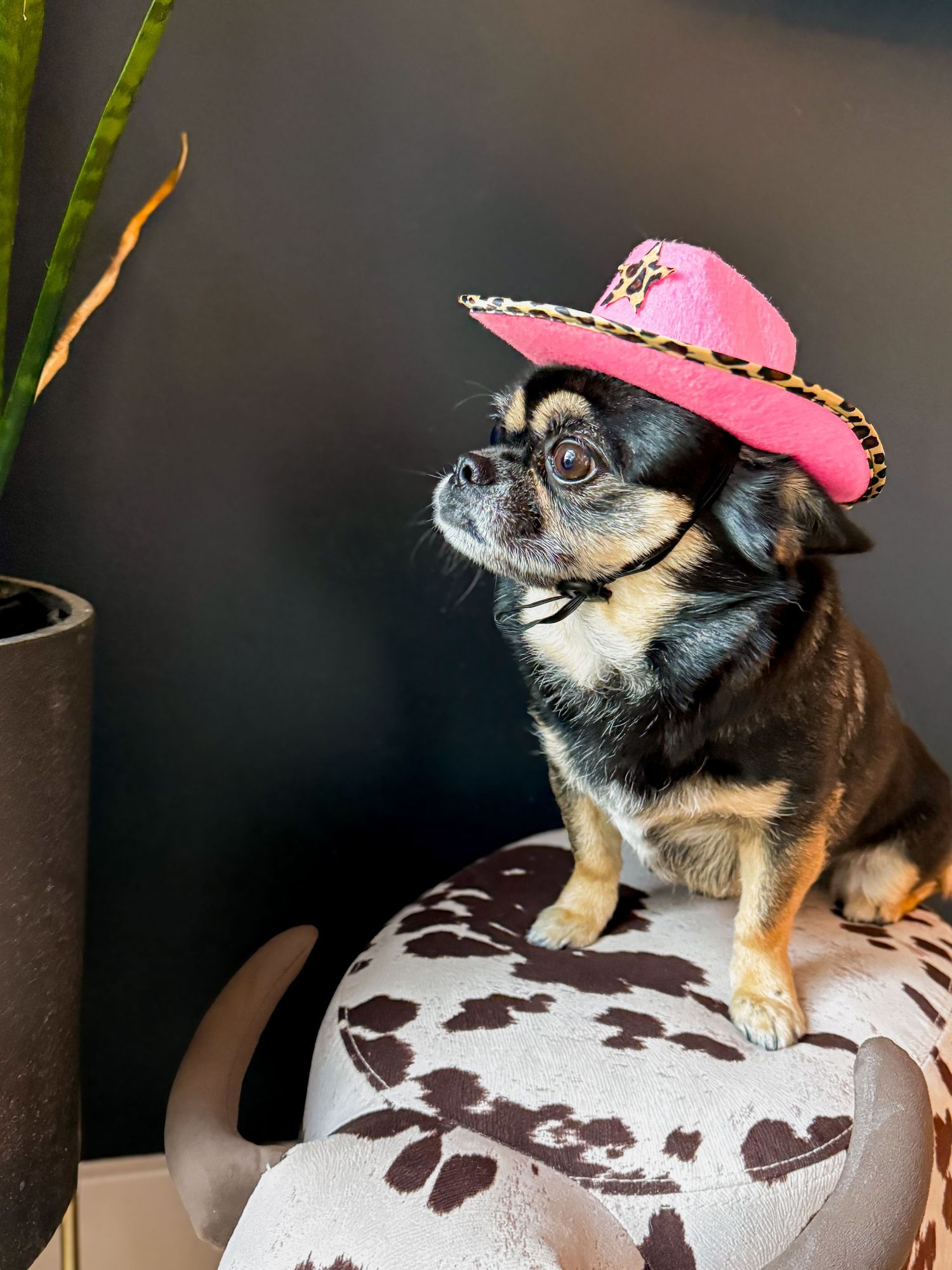 Small chihuahua wearing a pink cowboy hat looking upward against dark background.